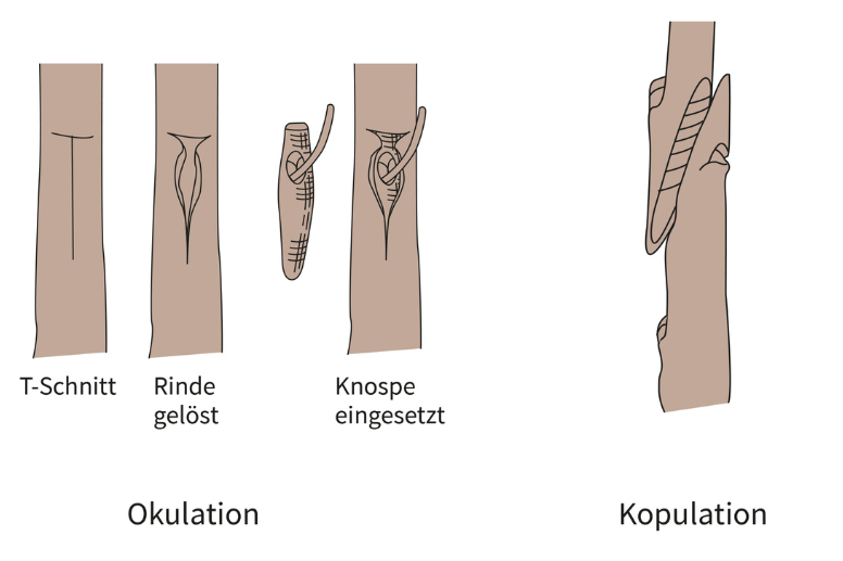 Veredelungsmethode: Okulation und Kopulation 