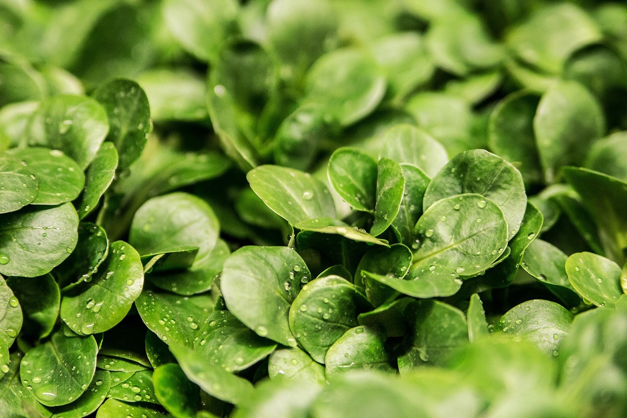 Feldsalat - Image by AndreasAux from Pixabay