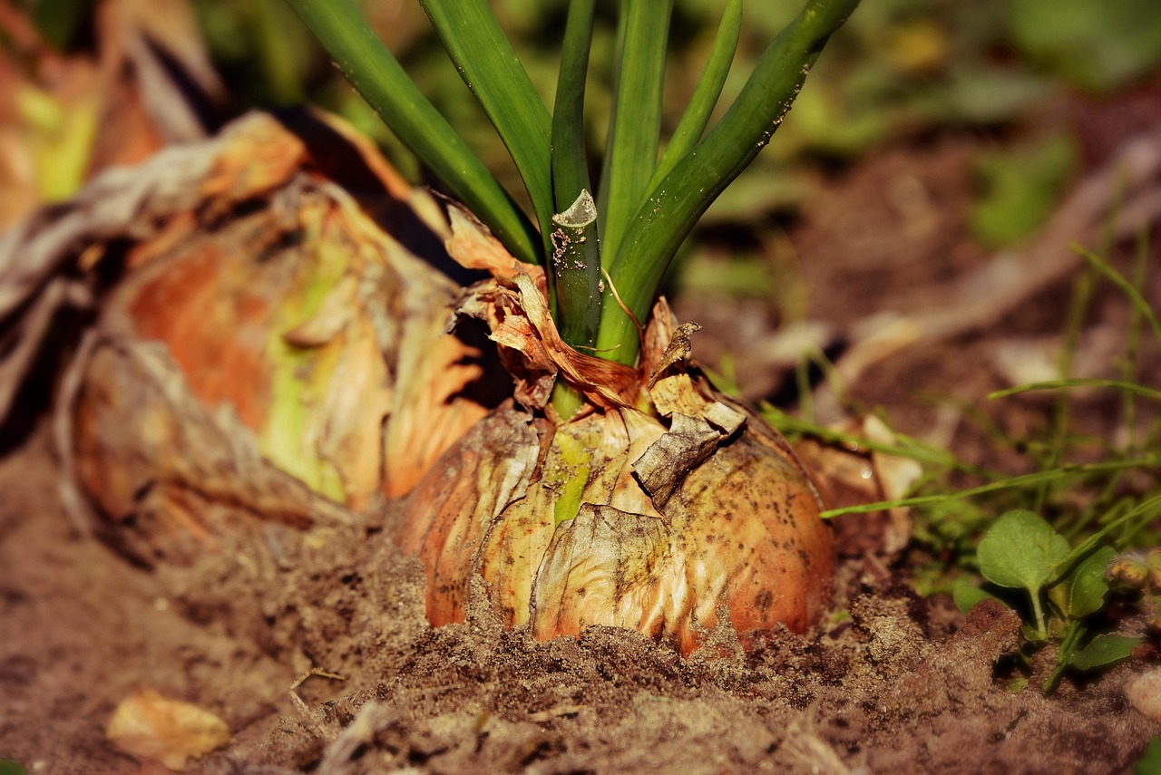 Image by ���� Mabel Amber, who will one day from Pixabay