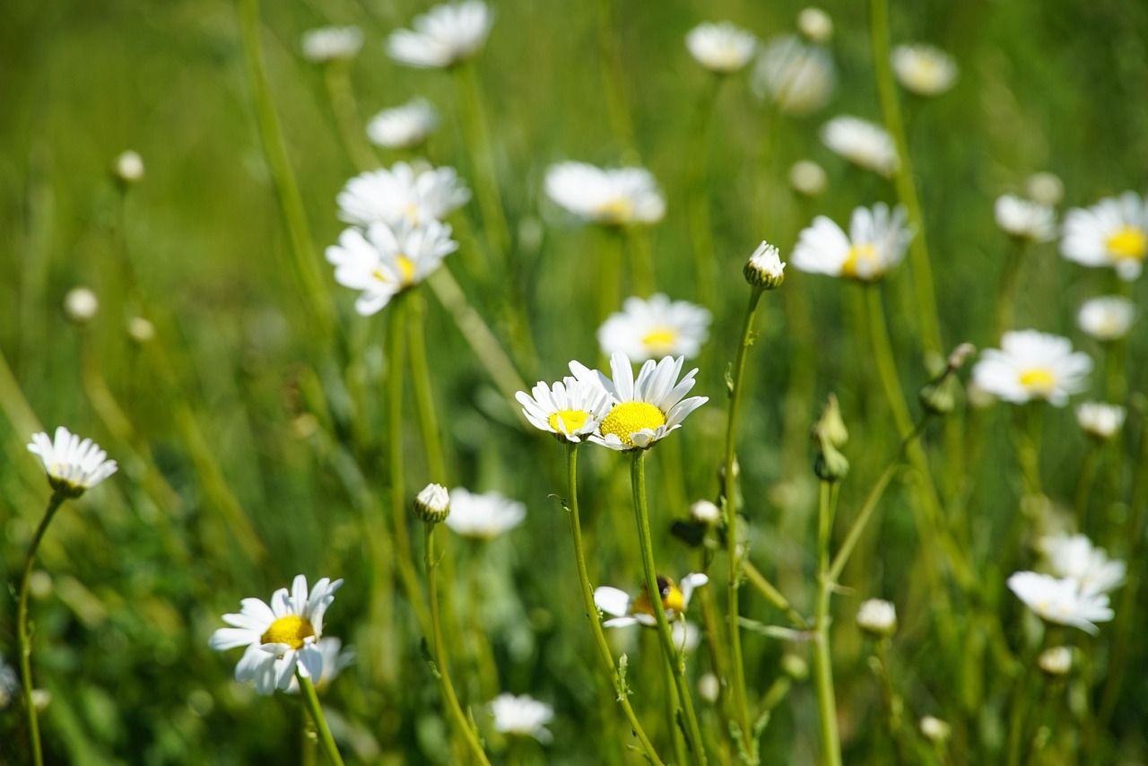 Image by beauty_of_nature from Pixabay