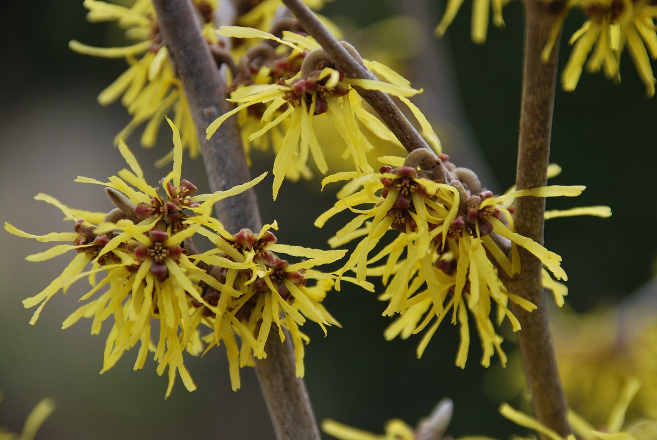 Image by Kristine from Pixabay