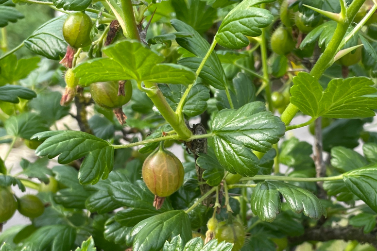 Stachelbeerstrauch mit Fruchtansatz