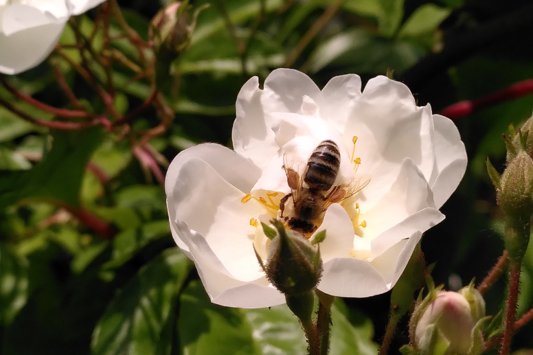 Honigbiene sitzt auf Rosenblüte