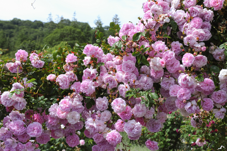 Rankende Rosen in der Blüte