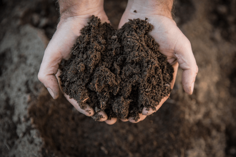 Guter Gartenboden enthält einen hohen Anteil organischer Substanz (sichtbar durch die dunkle Farbe)