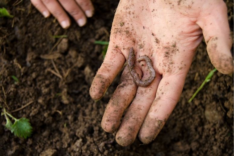 Regenwürmer haben eine enorme Bedeutung für den Kleingarten