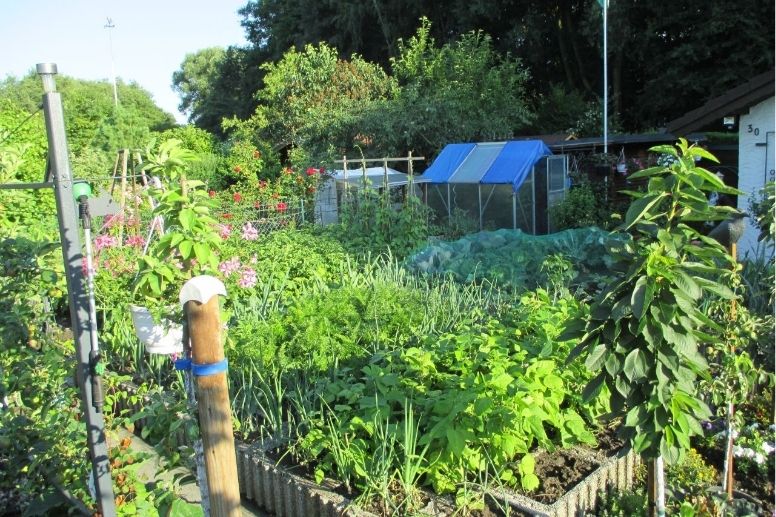 Erfolg auf ganzer Linie: Terra Preta zeigt in der Kleingartenanlage Batenbrock ihr volles Potenzial.