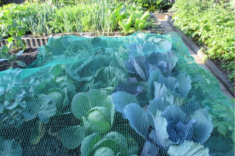 Kohlgemüse auf Terra-Preta-Boden: Kräftiger Wuchs und gesunde Blätter dank optimaler Nährstoffversorgung.