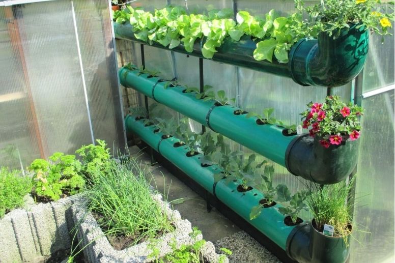 Junger Salat in lockerer, humusreicher Erde. Terra Preta bietet ideale Bedingungen für die Pflanzentwicklung von Anfang an.