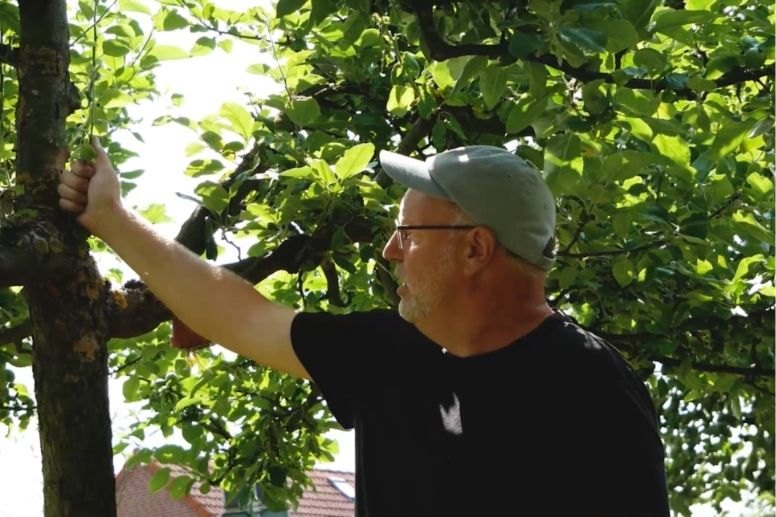  Fachberater Stephan Grote demonstriert den Juniriss: Ein senkrechter Trieb wird per Hand ausgerissen, statt geschnitten.