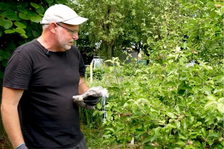 Mit einem beschwerten Beutel in die Waagerechte gebracht: So wird der Trieb ohne Schnitt zur Blütenbildung angeregt.