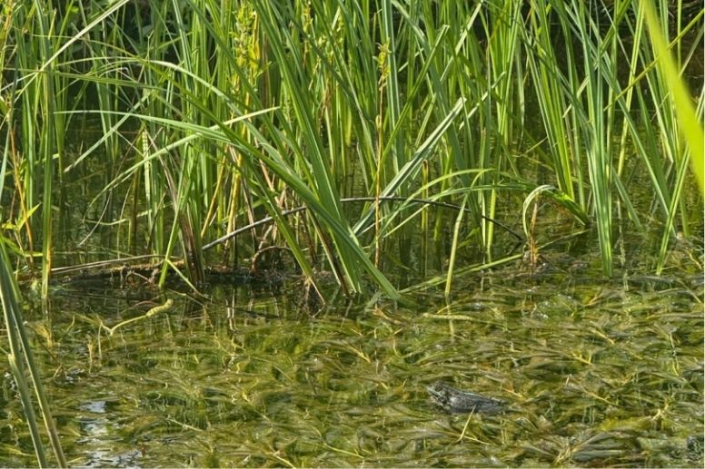 Froschkonzert am Teich: die tierischen Gartenbewohner sorgen für die akustische Untermalung im Lehr- und Lerngarten.