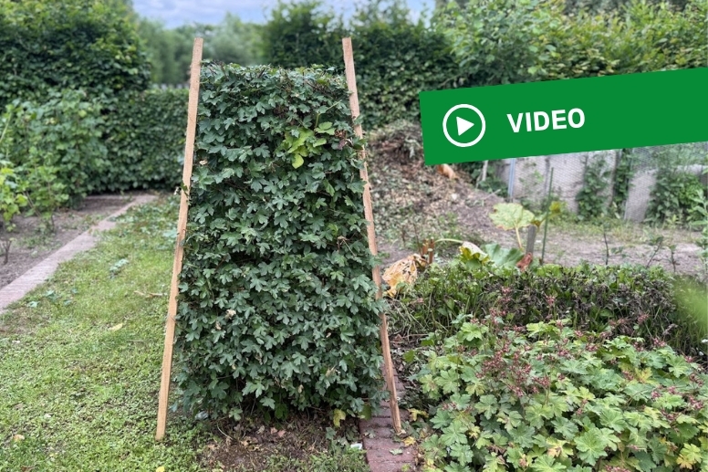 Heckenschnitt im Kleingarten