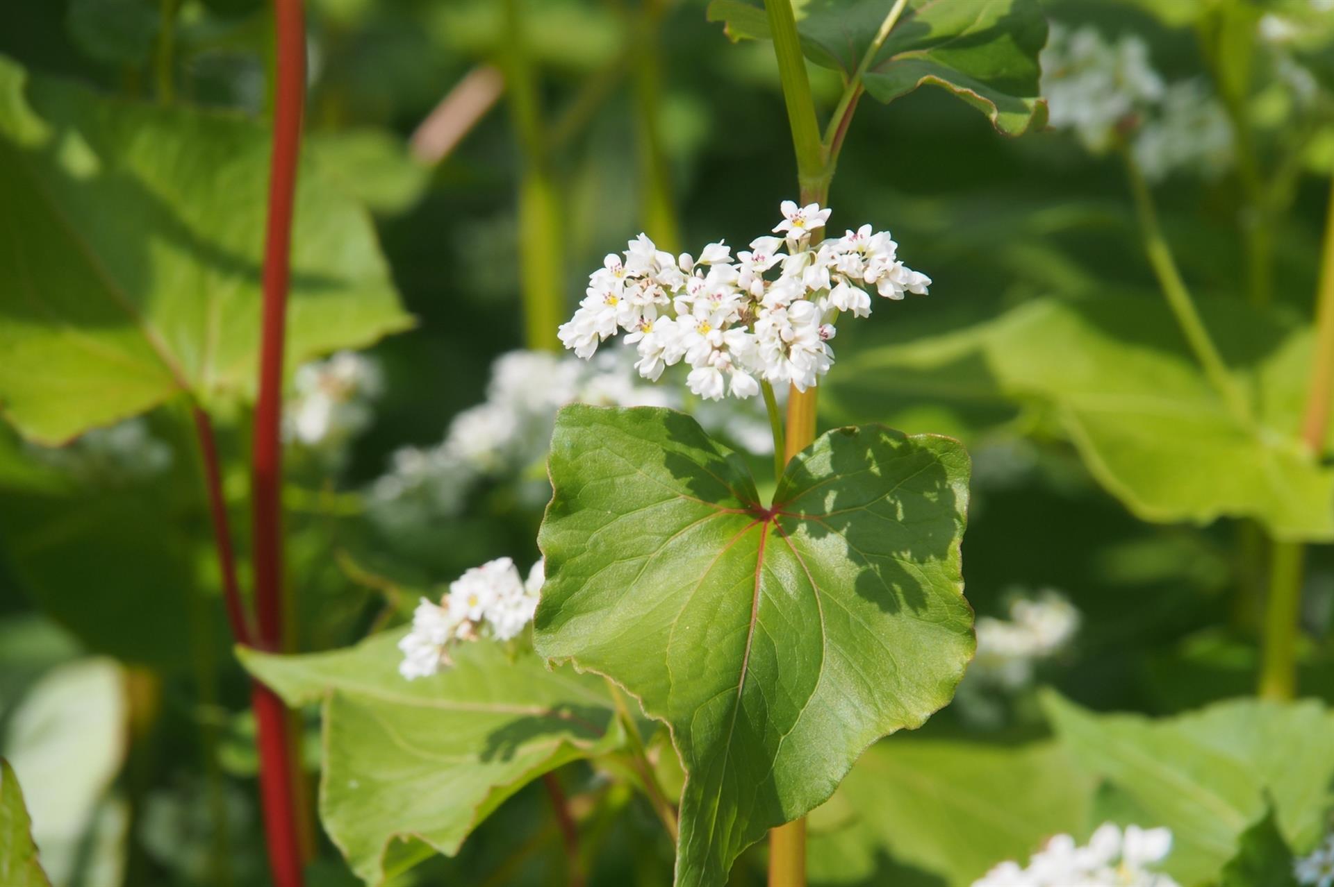 Buchweizen bildet viel Pflanzenmasse. Seine kleinen Blüten sind willkommen bei vielen Insekten. ©Dr. Heidi Lorey
