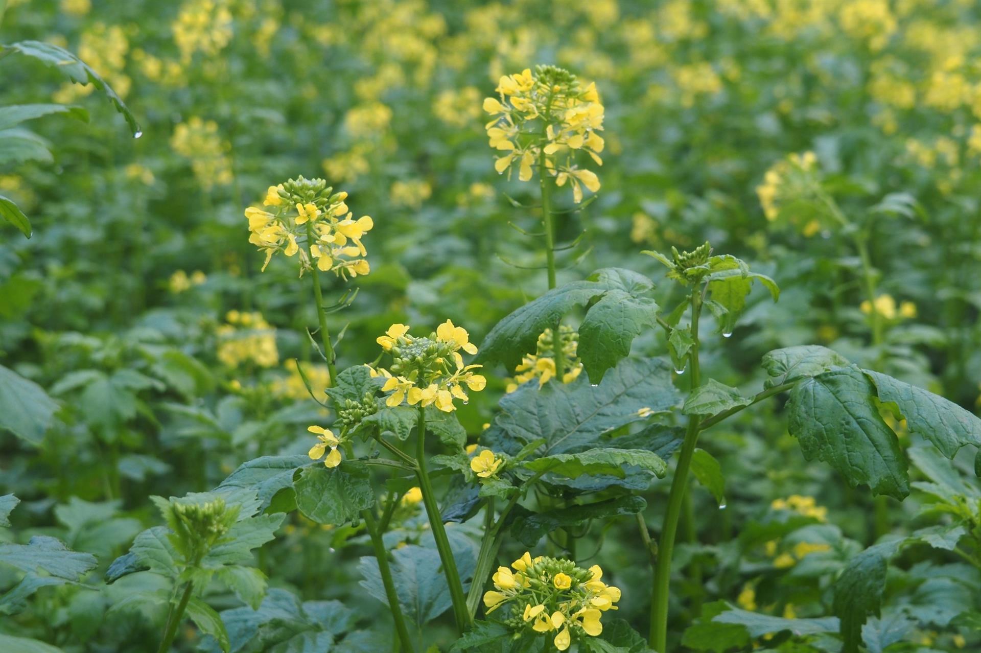 Gelbsenf keimt und wächst schnell, als Kreuzblütler wird er besser nicht auf Kohlbeeten eingesetzt.