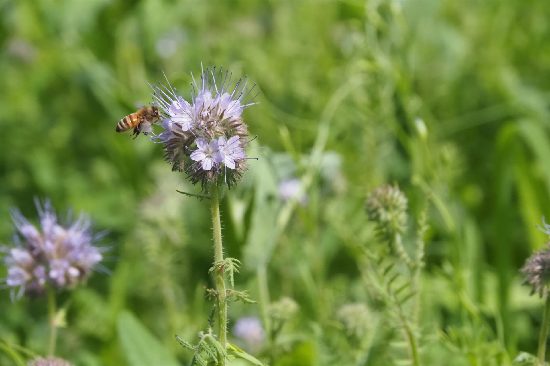 Eine Honigbiene im Anflug auf den Bienenfreund Phacelia.