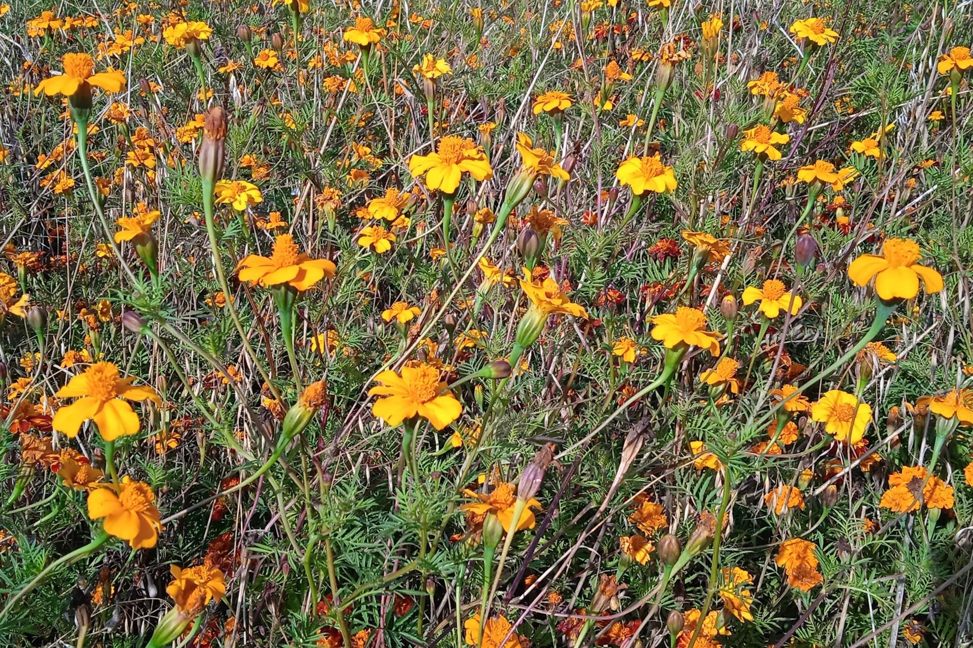 Tagetes wirken als „Bodenkur“ gegen Fadenwürmer.