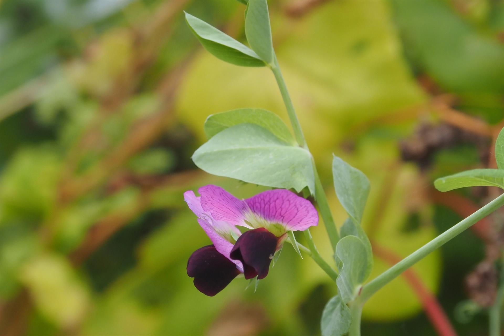 Eine bunt blühende Felderbse in einer Gründüngungsmischung.