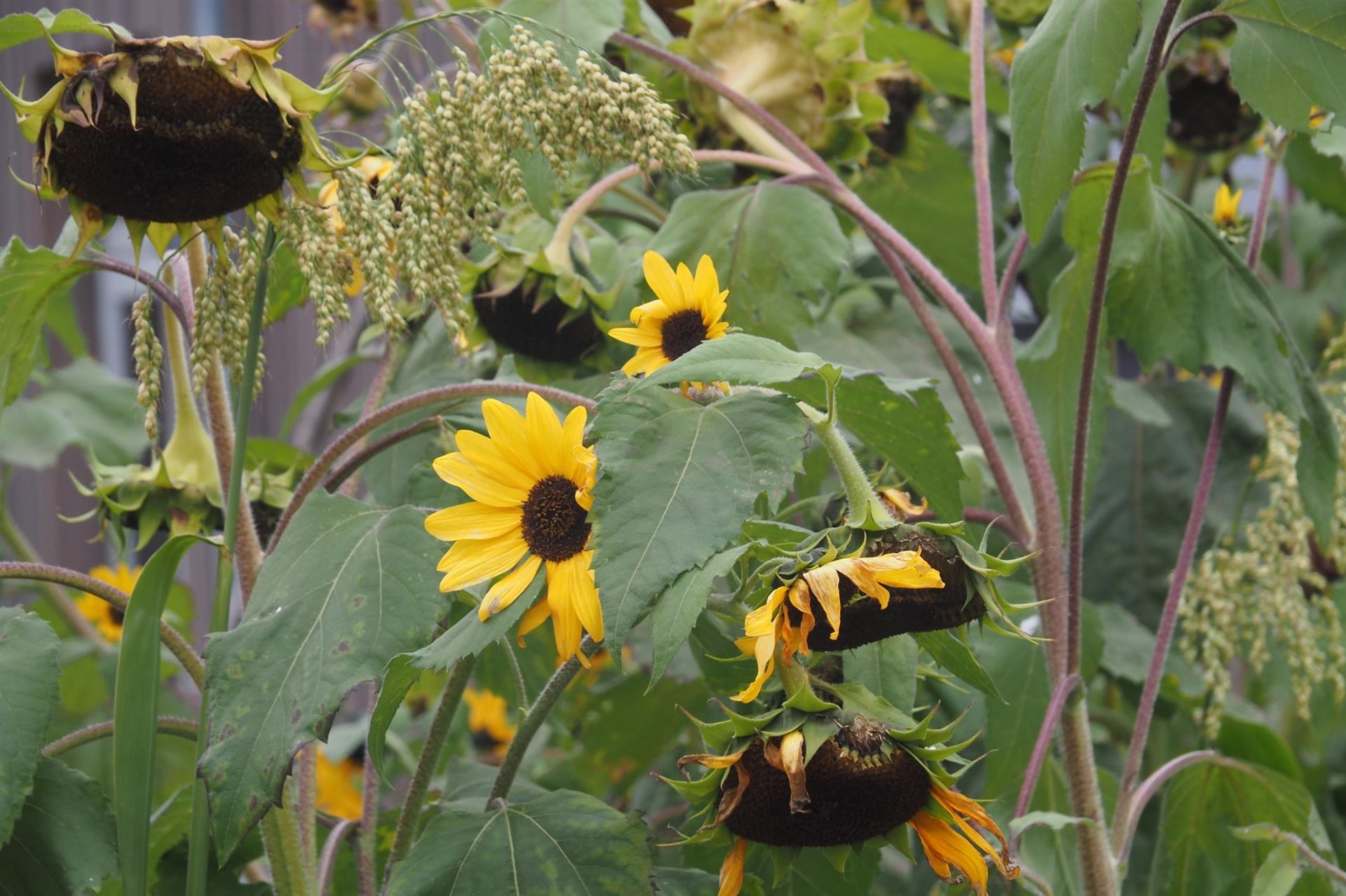 Sonnenblumen sind die Riesen unter der Gründüngung. Sie bieten dazu noch Blütenschmuck und Vogelfutter.