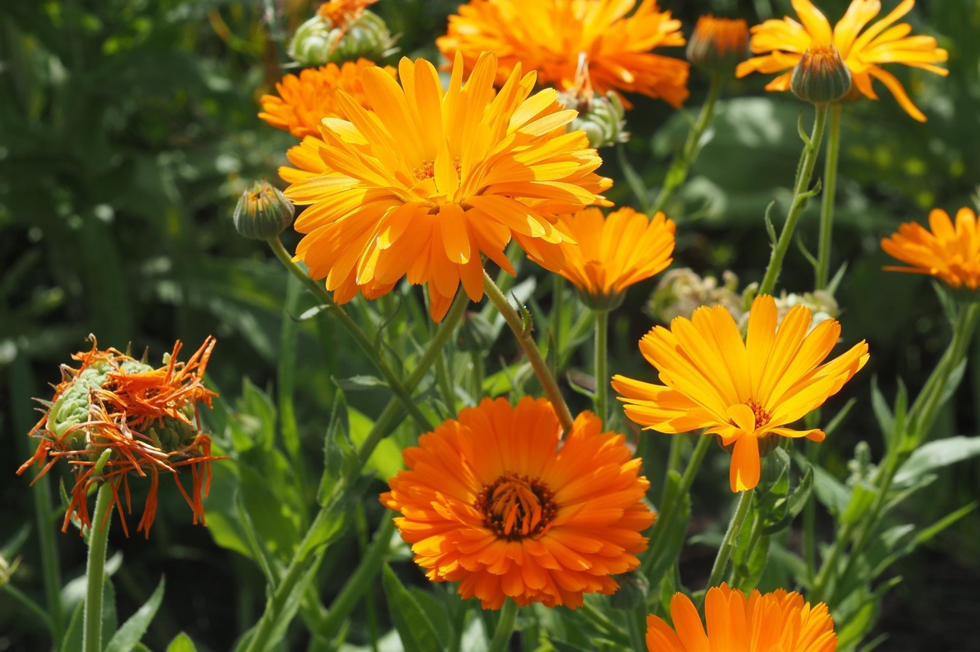 Ringelblumen sind als Korbblütler fruchtfolgeneutral. ©Dr. Heidi Lorey