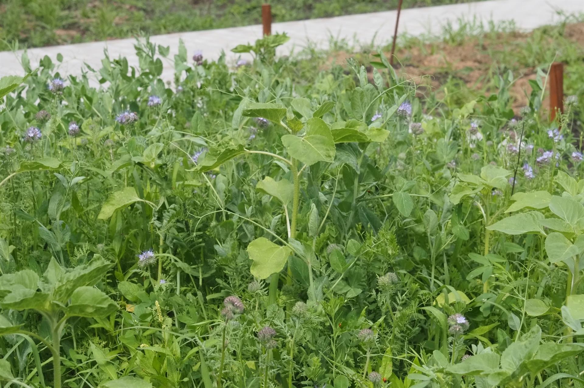 Gründüngung als natürliche Bodenverbesserung im Kleingarten