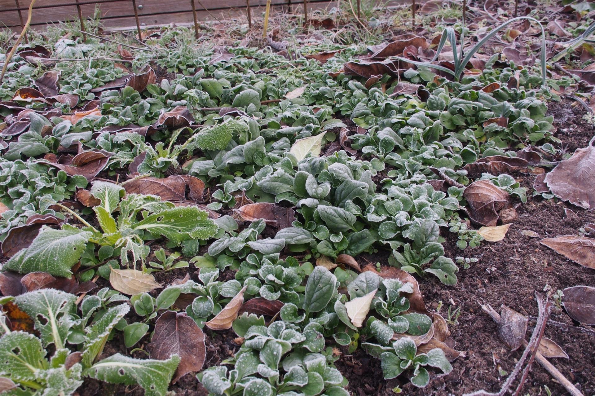 Spinat und Feldsalat bedecken als essbare Gründüngung das Beet über den Winter. ©Dr. Heidi Lorey