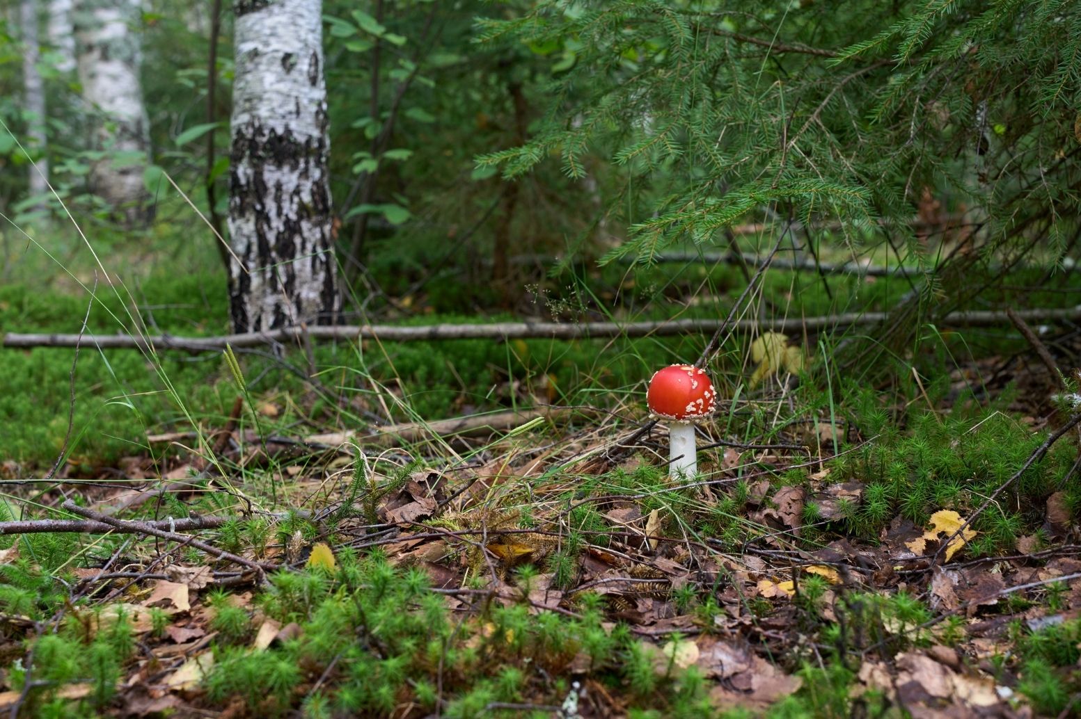 Mykorrhiza im Boden: Der Fliegenpilz ist das sichtbare Zeichen des Zusammenlebens des Pilzes mit der Birke im Boden. ©LexisJan – istockphoto