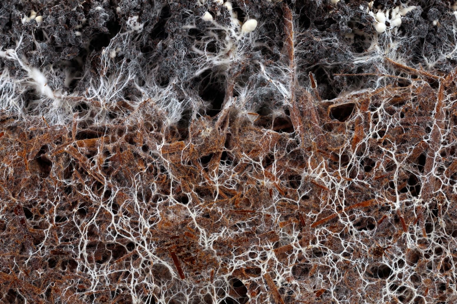Symbiosen im Boden: Wie Bakterien, Pilze und Kompost Ihren Kleingarten stärken