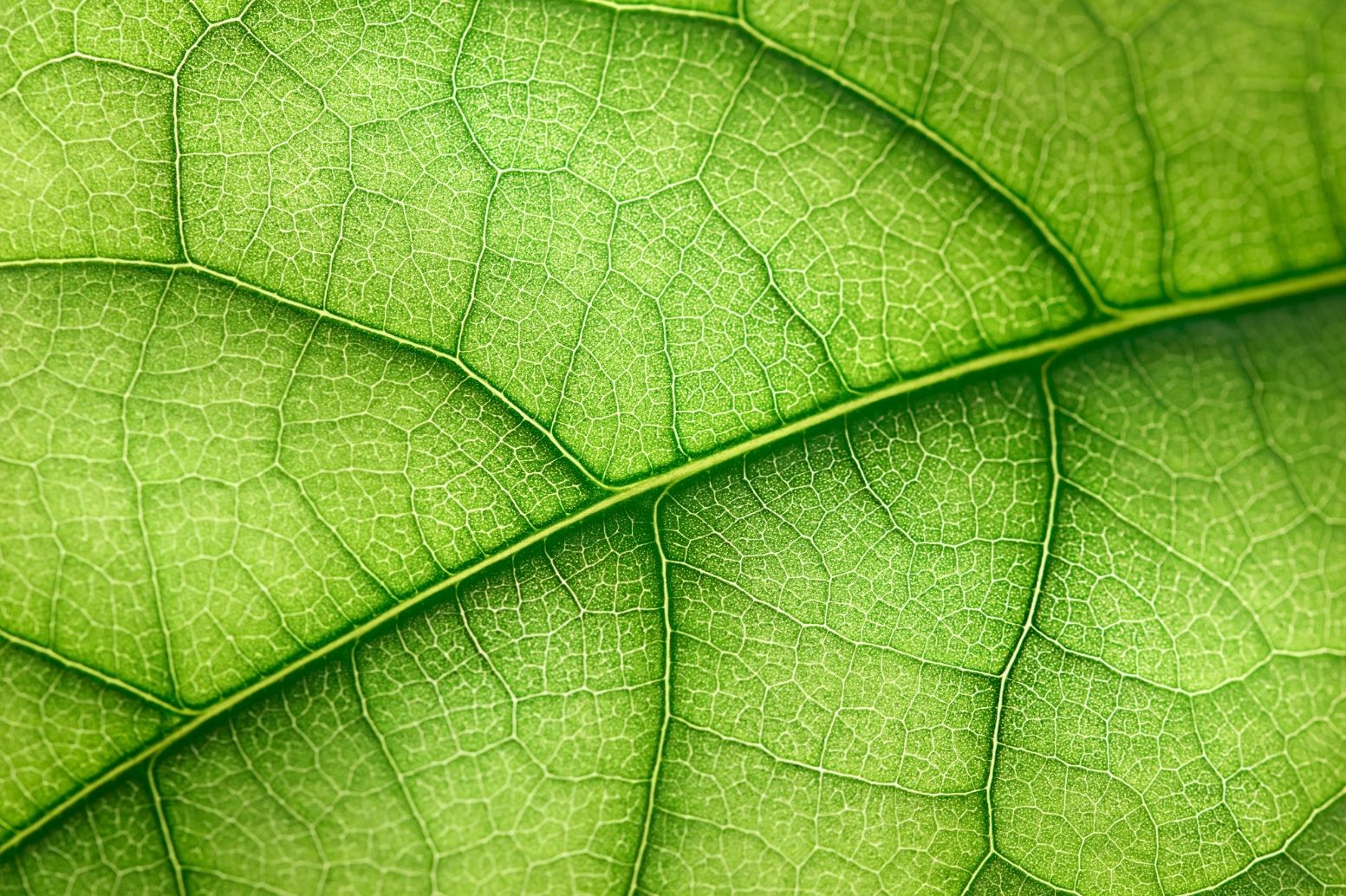Wunderwerk Blatt – ein High-Tech-Kraftwerk der Natur