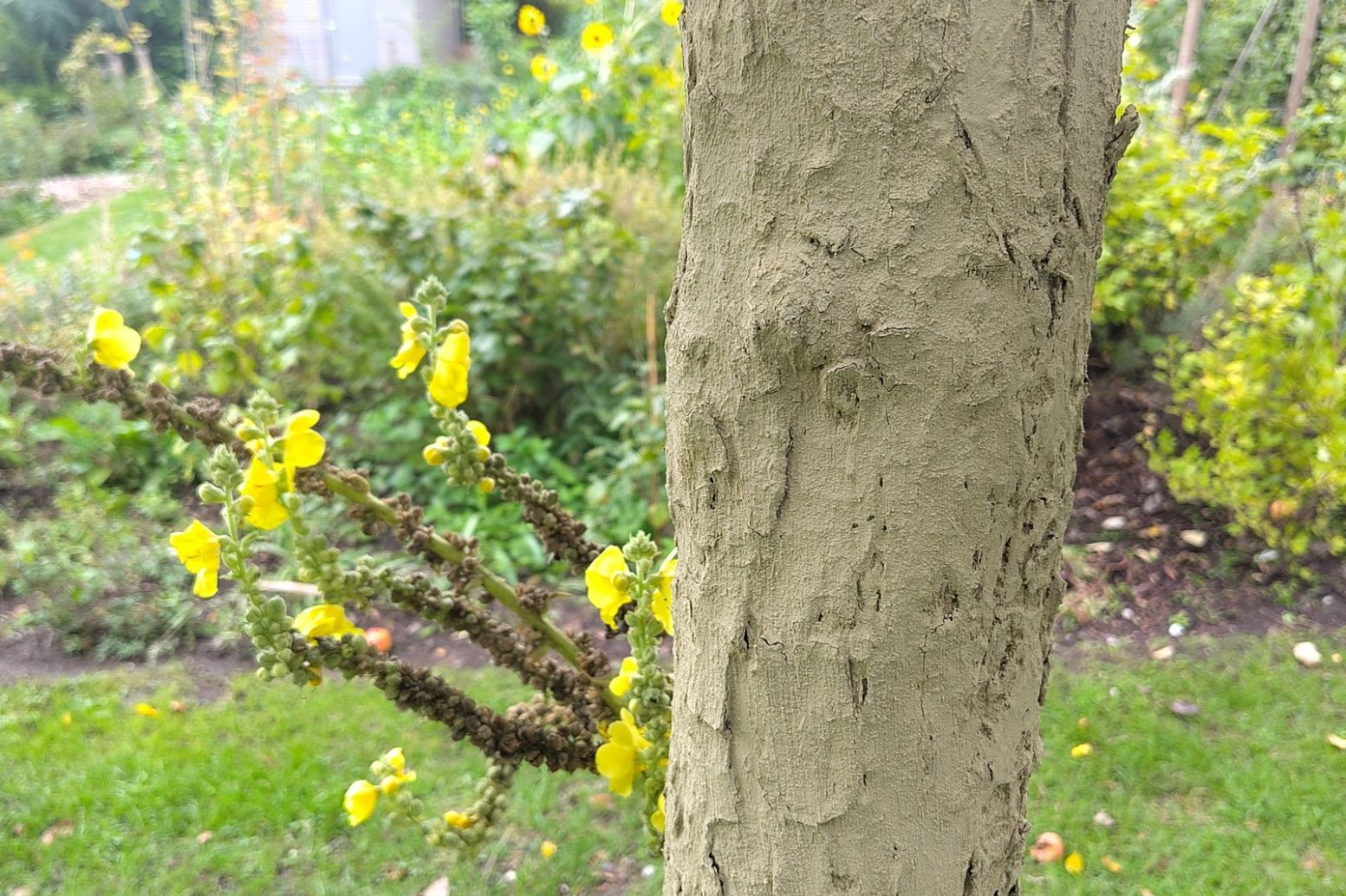 Herbstarbeiten im Obstgarten – Den Obstbäumen helfen gesund zu bleibe