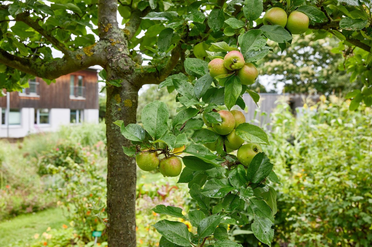 Herbstarbeiten im Obstgarten – Den Obstbäumen helfen gesund zu bleiben
